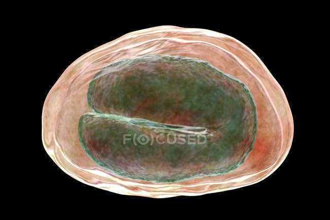 Яйцо энтеробия вермикулярного червя, содержащее личинку червя, возбудитель энтеробиоза, компьютерная иллюстрация
. — стоковое фото