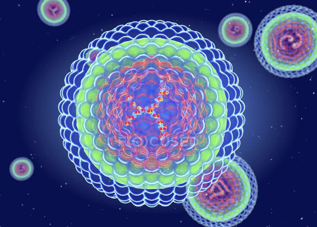 Estructura del virus de la hepatitis B, ilustración digital
. - foto de stock