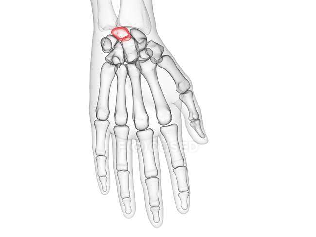Lunate bone in skeleton of human body, computer illustration. — Stock Photo