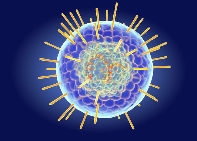 Структура вируса герпеса Simplex, цифровая иллюстрация . — стоковое фото