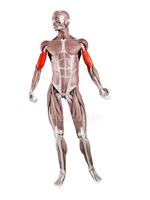 Physical male figure with detailed Biceps muscle, digital illustration. — Stock Photo