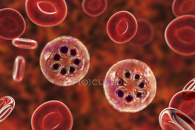 Protozoários de Plasmodium malariae em vasos sanguíneos, ilustração computacional . — Fotografia de Stock