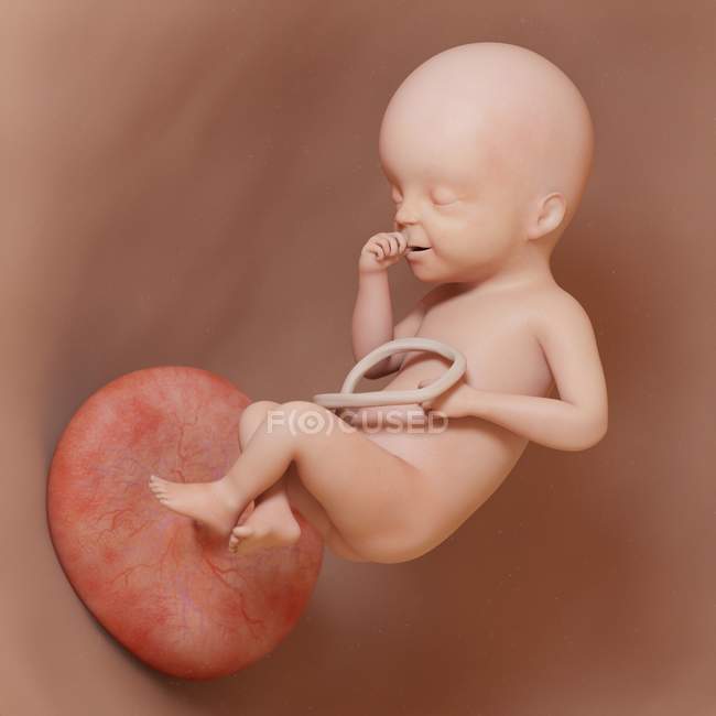 Foetus humain à la semaine 25, illustration numérique réaliste . — Photo de stock
