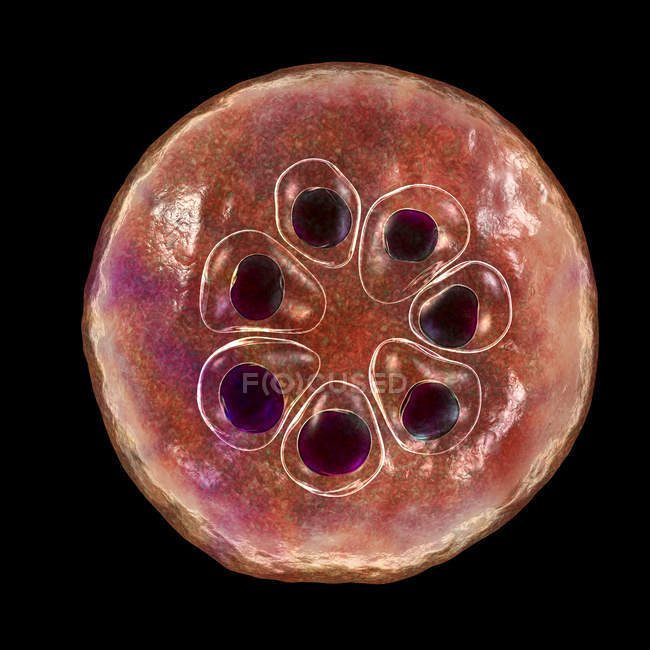 Plasmodium malariae protozoário parasita, ilustração digital . — Fotografia de Stock