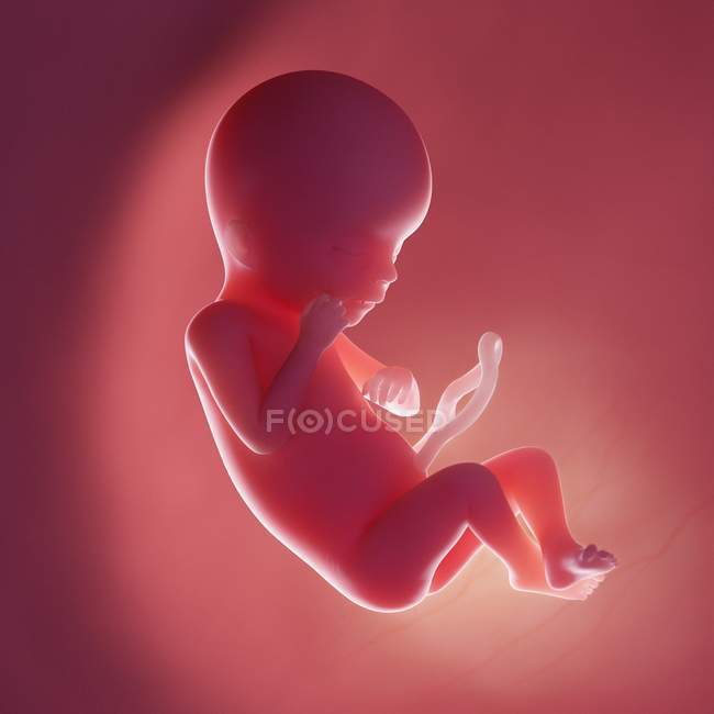 Foetus humain à la semaine 19, illustration numérique réaliste . — Photo de stock