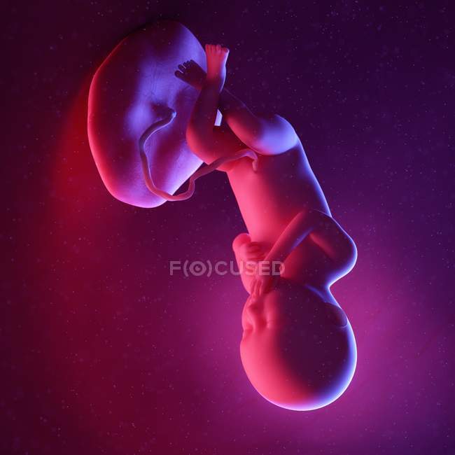 Foetus humain à la semaine 36, illustration numérique multicolore . — Photo de stock