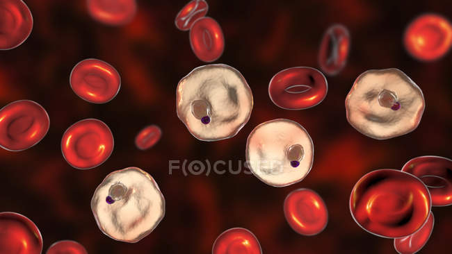 Протозоа плазмодия вивакса внутри кровеносных сосудов, цифровая иллюстрация
. — стоковое фото