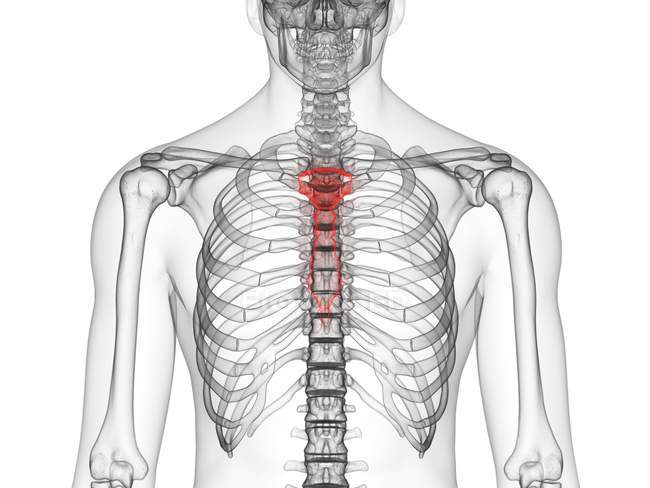 Прозрачный человеческий силуэт и скелет с детальной грудной костью, цифровая иллюстрация . — стоковое фото