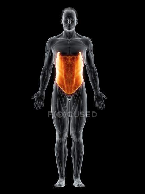 Männlicher Körper mit sichtbaren farbigen äußeren Schrägmuskeln, Computerillustration. — Stockfoto