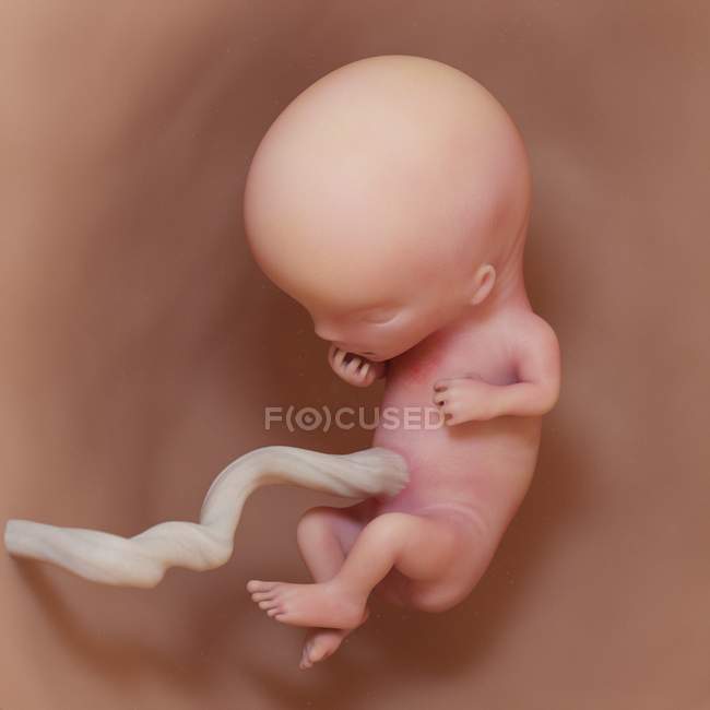 Human fetus at week 11, realistic digital illustration. — Stock Photo