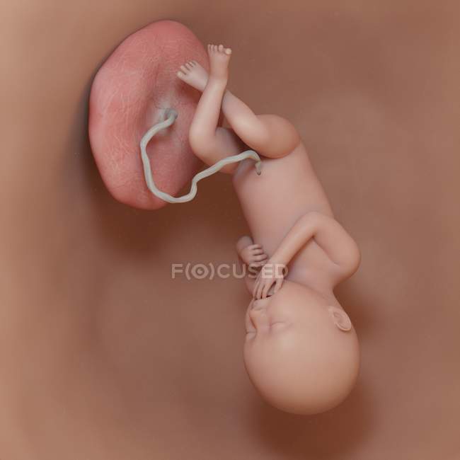 Fœtus humain à la semaine 36, illustration numérique réaliste . — Photo de stock
