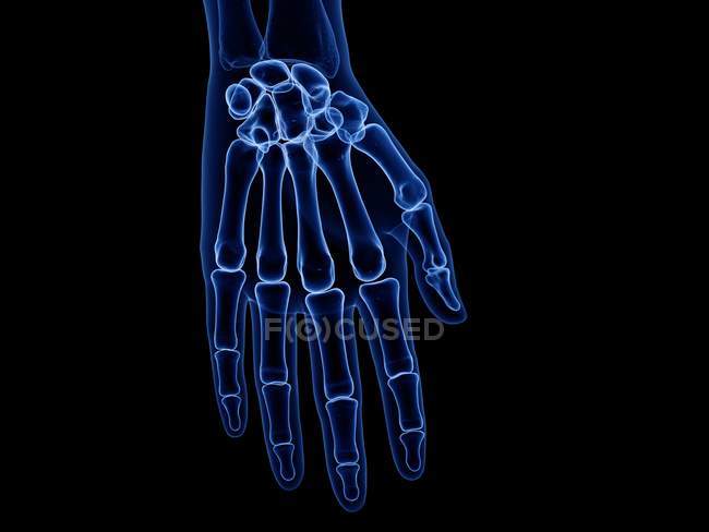Huesos de mano humana, ilustración por rayos X . - foto de stock