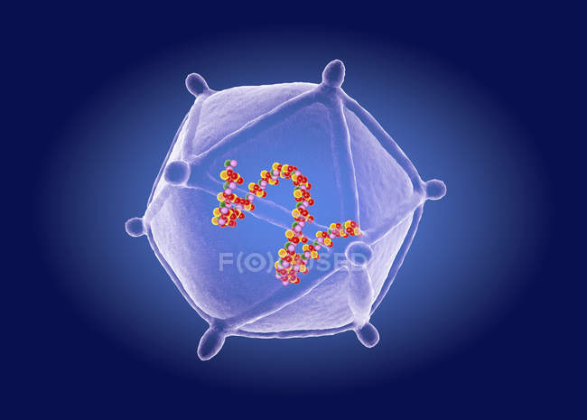 Structure du virus Echo, illustration numérique
. — Photo de stock