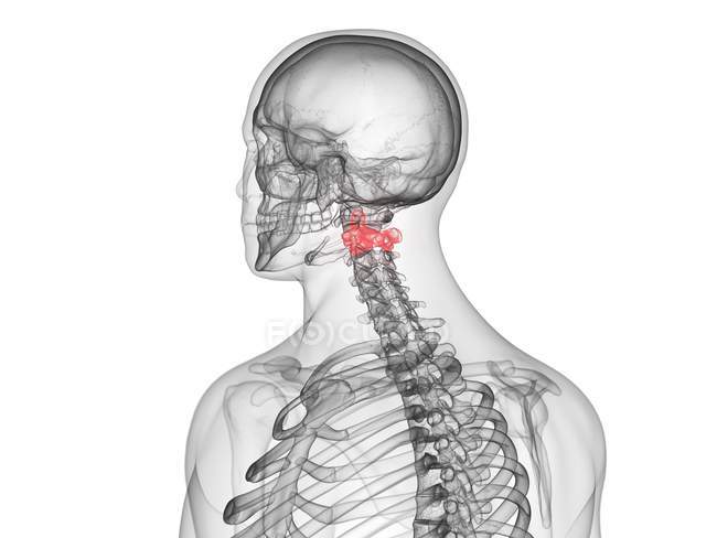 Parte dello scheletro maschile con vertebre ad asse visibile, illustrazione del computer . — Foto stock