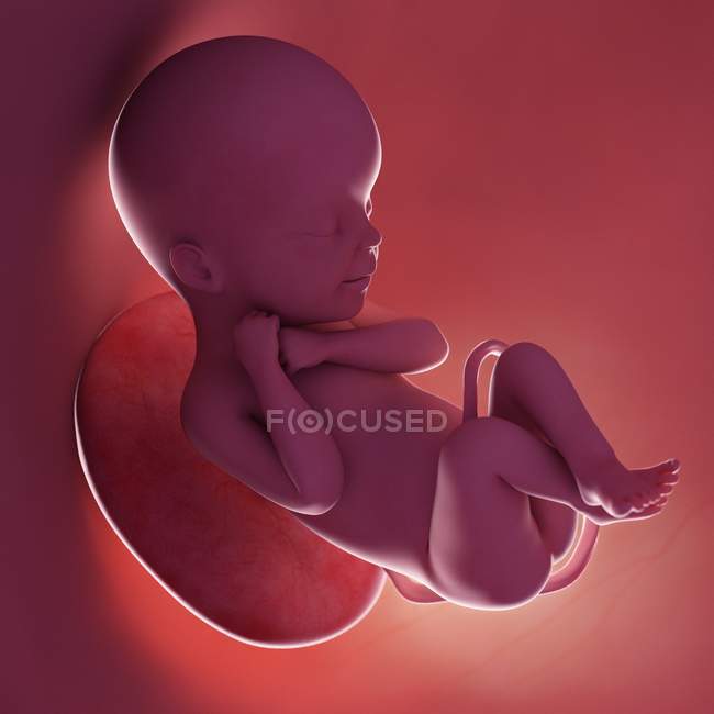 Foetus humain à la semaine 24, illustration numérique réaliste . — Photo de stock