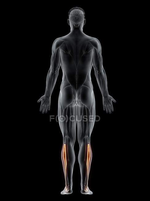 Männlicher Körper mit sichtbarem farbigen Peroneus longus-Muskel, Computerillustration. — Stockfoto