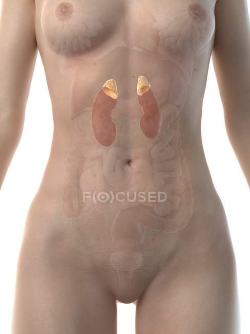 Figura anatómica femenina con glándulas suprarrenales detalladas, ilustración digital
. - foto de stock