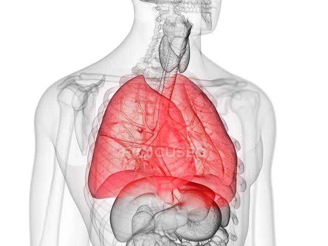 Silhueta masculina transparente com pulmões coloridos, ilustração do computador . — Fotografia de Stock