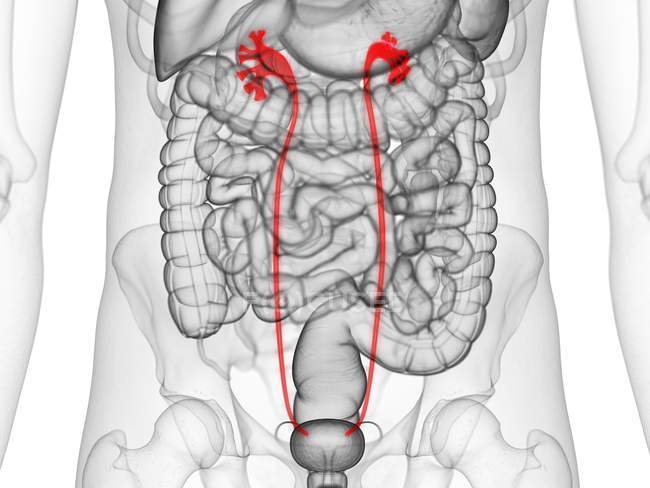 Silueta masculina transparente con uréter visible, ilustración por ordenador . - foto de stock