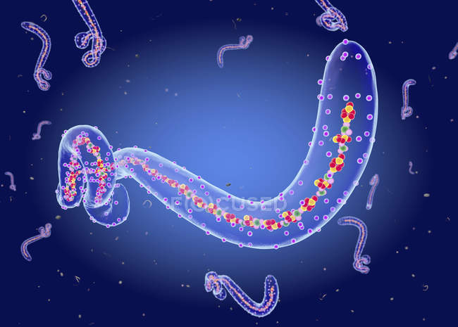 Estrutura do vírus ebola, ilustração digital . — Fotografia de Stock