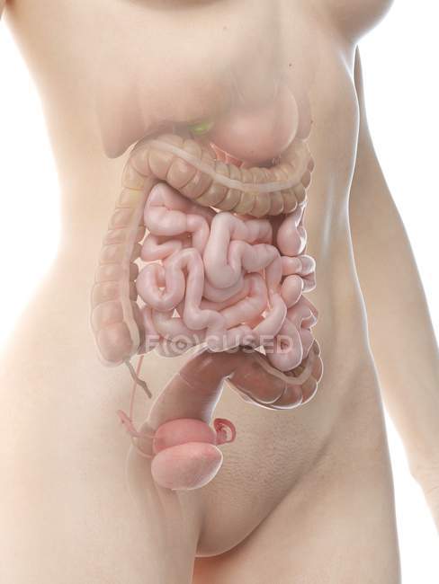 Figura anatómica femenina con sistema digestivo resaltado, ilustración por ordenador
. - foto de stock