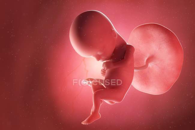 Human fetus at week 15, computer illustration. — Stock Photo