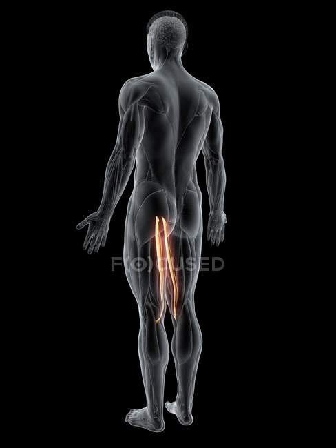 Abstrakter männlicher Körper mit detailliertem Gracilis-Muskel, Computerillustration. — Stockfoto