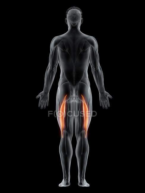 Мужское тело с видимым цветным Biceps бедренной мышцы, компьютерная иллюстрация . — стоковое фото
