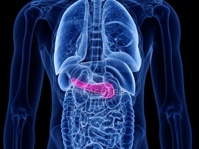 Pâncreas de cor rosa no corpo humano masculino, ilustração digital . — Fotografia de Stock