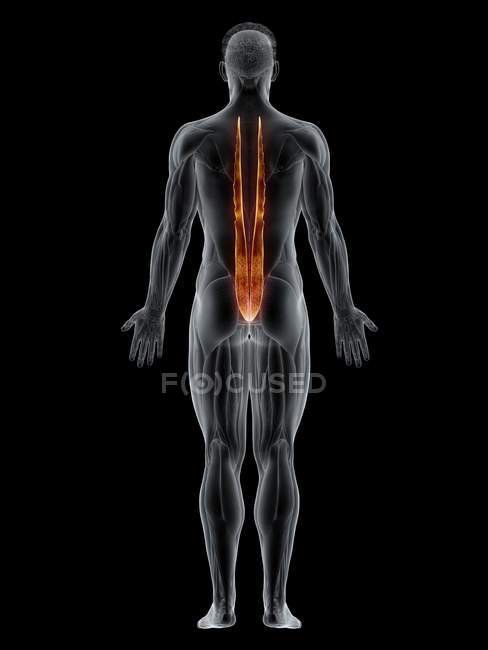 Männlicher Körper mit sichtbarem farbigen Longissimus-Brustmuskel, Computerillustration. — Stockfoto