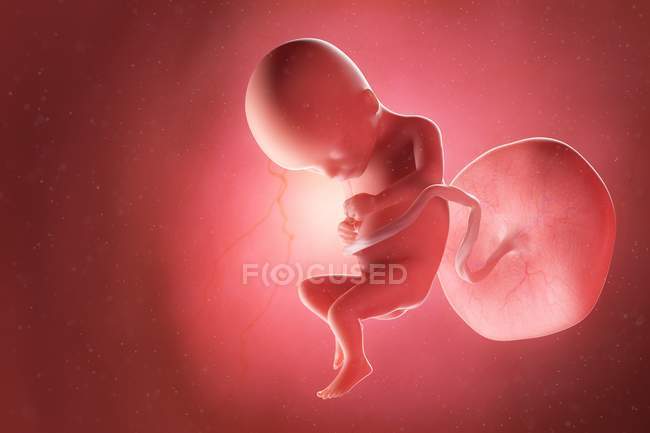 Людський плід на 17 тижні, комп'ютерна ілюстрація . — стокове фото