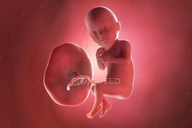 Людський плід на 33 тижні, комп'ютерна ілюстрація . — стокове фото