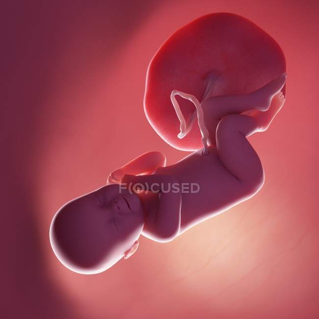 Fœtus humain réaliste à la semaine 40, illustration par ordinateur . — Photo de stock