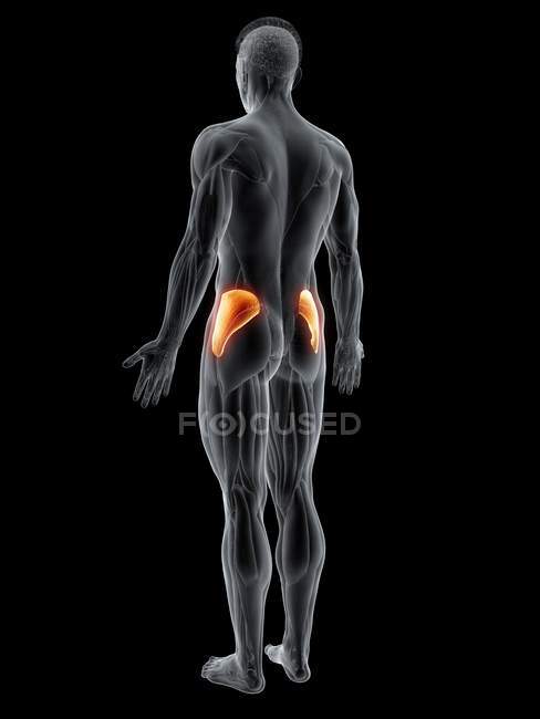 Corpo maschile astratto con dettagliato muscolo del gluteo medius, illustrazione del computer . — Foto stock