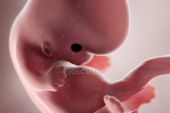 Fœtus humain réaliste à la semaine 8, illustration par ordinateur . — Photo de stock