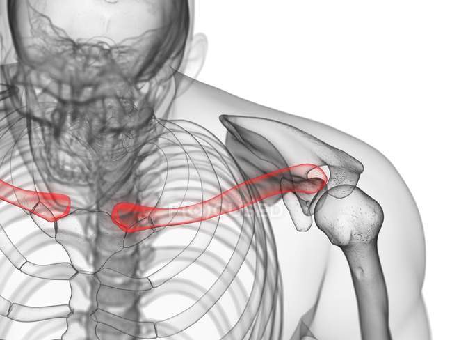 Osso de clavícula em corpo humano transparente, ilustração computacional . — Fotografia de Stock