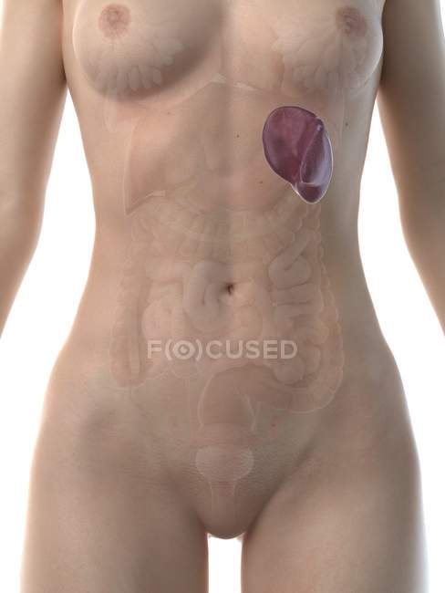Figura anatomica femminile con milza dettagliata, illustrazione al computer . — Foto stock