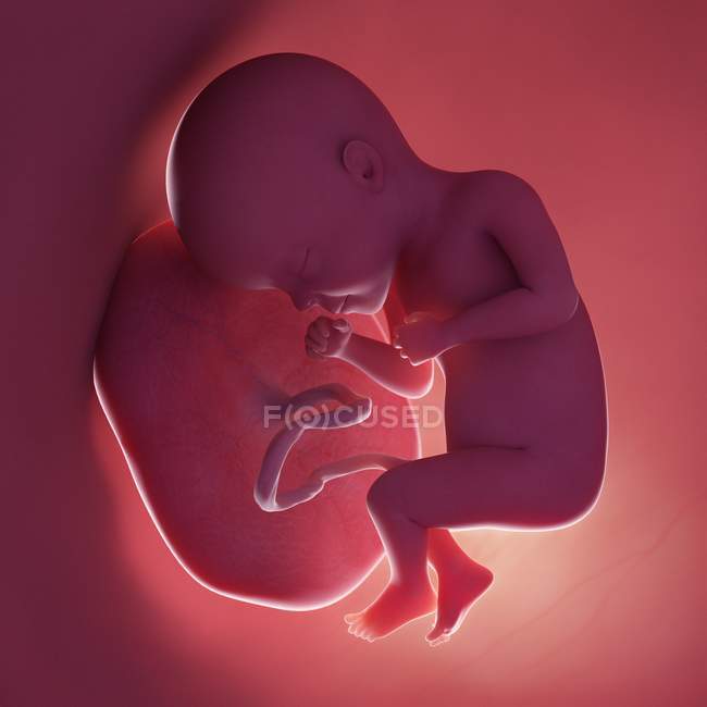 Foetus humain à la semaine 27, illustration numérique réaliste . — Photo de stock