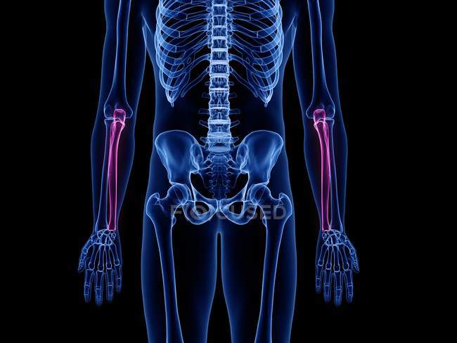 Huesos de Ulna en el esqueleto del cuerpo humano, ilustración por computadora . - foto de stock