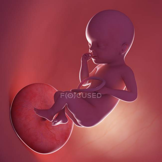 Foetus humain à la semaine 25, illustration numérique réaliste . — Photo de stock