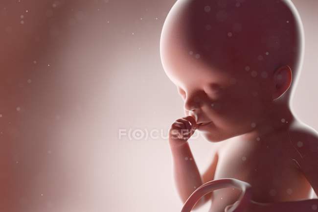 Fœtus humain réaliste à la semaine 25, illustration par ordinateur . — Photo de stock