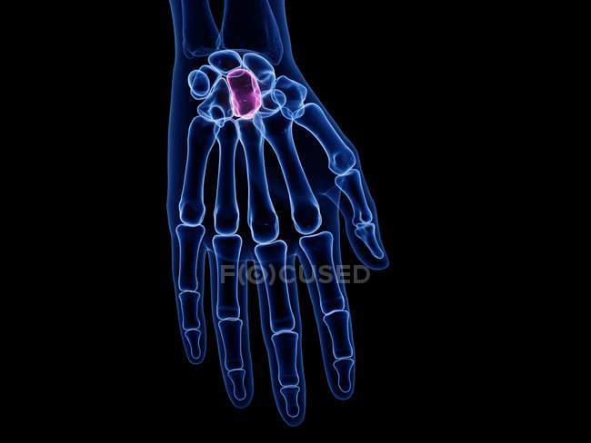 Capitale bone in transparent human body, computer illustration. — Stock Photo