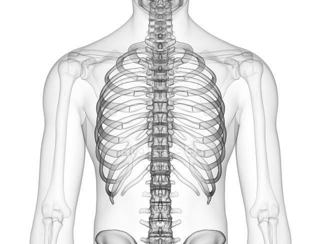 Thorax os en rayons X illustration numérique du corps humain . — Photo de stock