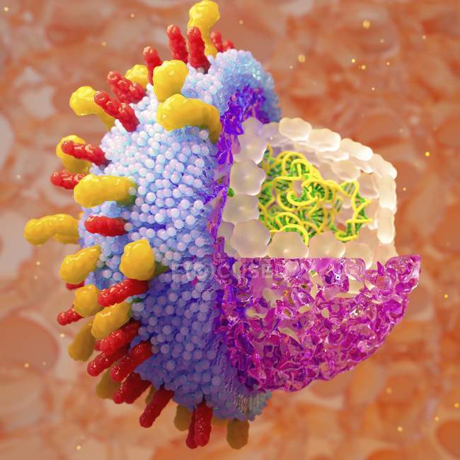 Ilustración por ordenador del virus de la varicela zóster . - foto de stock