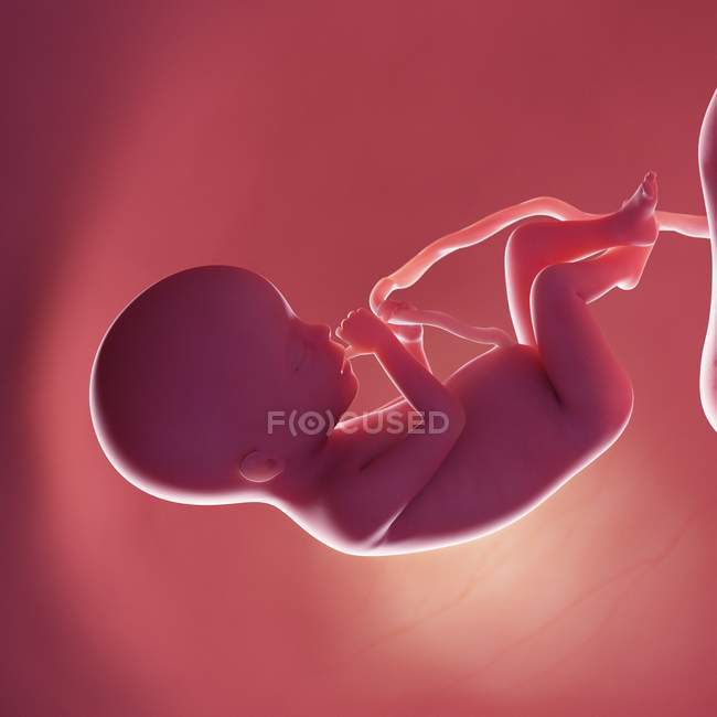 Foetus humain à la semaine 20, illustration numérique réaliste . — Photo de stock