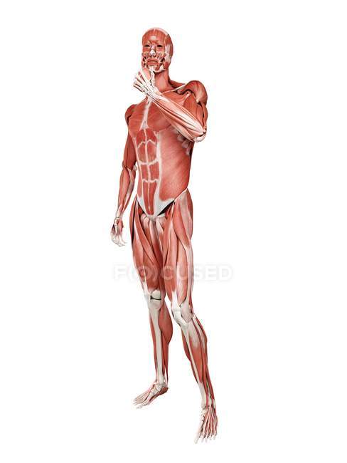 Männliche Muskulatur in voller Länge, digitale Illustration isoliert auf weißem Hintergrund. — Stockfoto