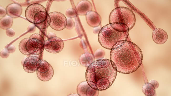 3d Цифрова ілюстрація одноклітинного дріжджів гриба Candida auris. — стокове фото