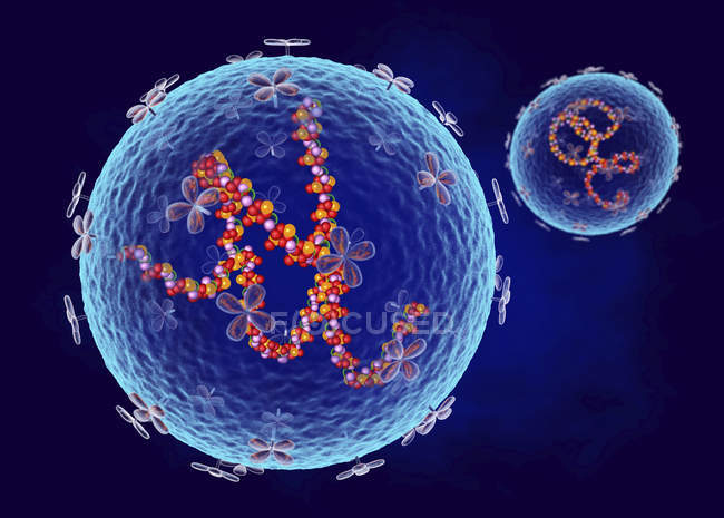 Struttura di Arenavirus, illustrazione digitale 3d . — Foto stock