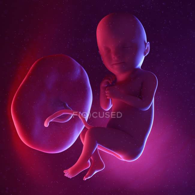 Foetus humain à la semaine 33, illustration numérique multicolore . — Photo de stock