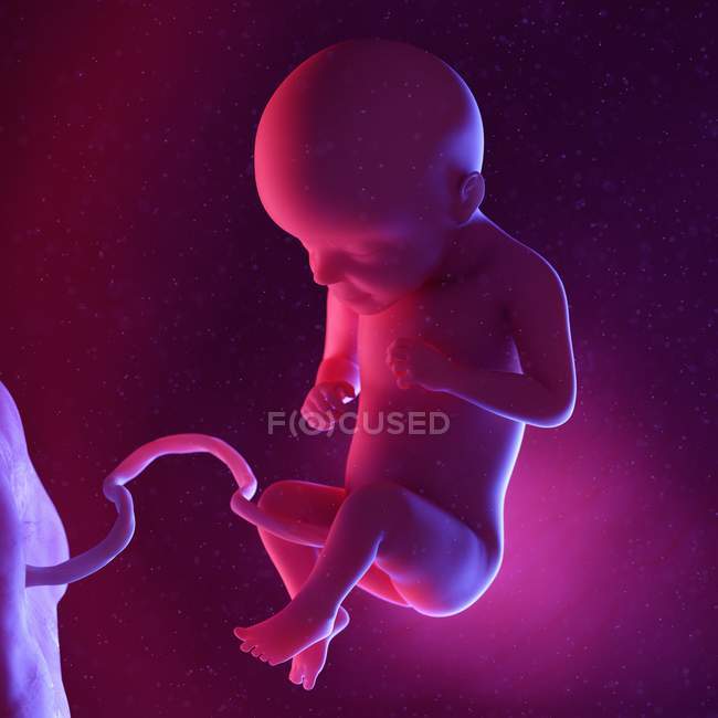Human fetus at week 29, multicolored digital illustration. — Stock Photo